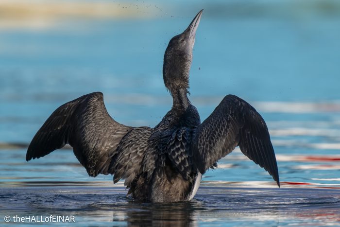 Great Northern Diver - The Hall of Einar - photograph © David Bailey (not the)