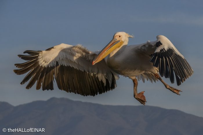 Great White Pelican at Lake Kerkini - The Hall of Einar - photograph © David Bailey (not the)