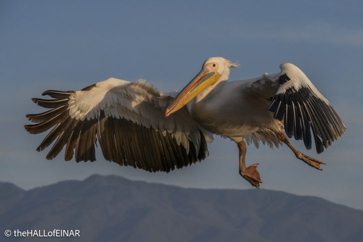 Great White Pelican at Lake Kerkini - The Hall of Einar - photograph © David Bailey (not the)