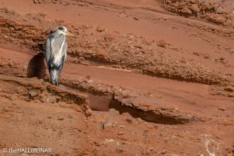 Grey Heron - The Hall of Einar - photograph © David Bailey (not the)
