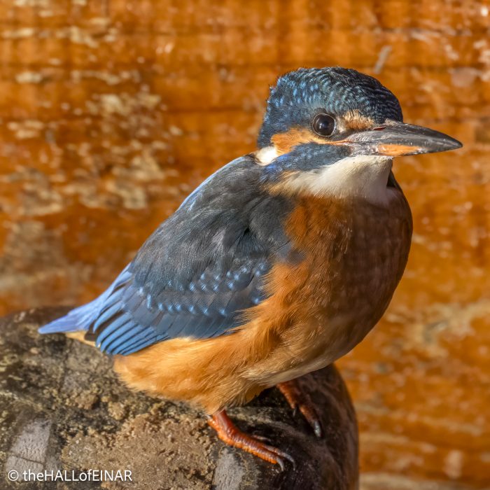 Kingfisher - The Hall of Einar - photograph (c) David Bailey (not the)