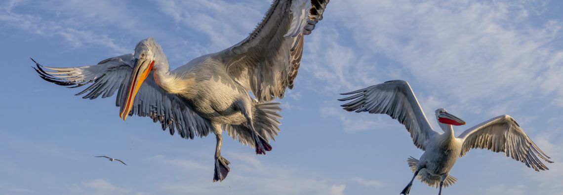 Dalmatian Pelican at Lake Kerkini - The Hall of Einar - photograph © David Bailey (not the)
