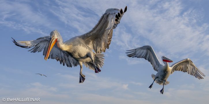 Dalmatian Pelican at Lake Kerkini - The Hall of Einar - photograph © David Bailey (not the)
