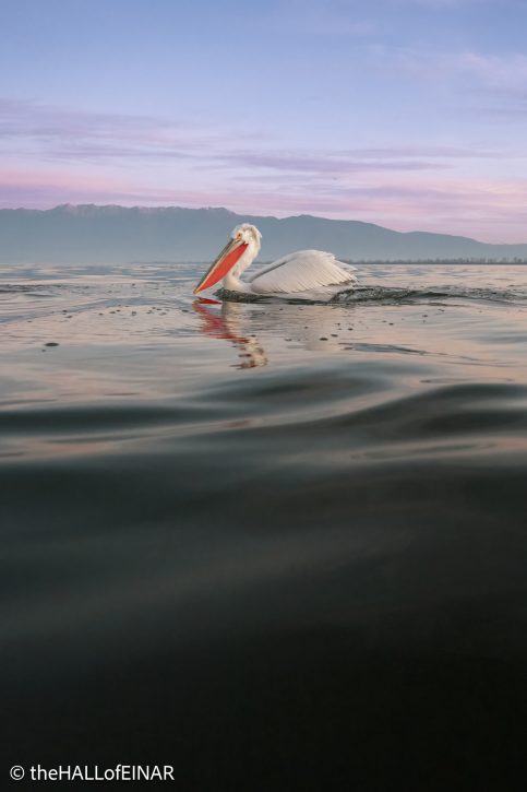 Dalmatian Pelican at Lake Kerkini - The Hall of Einar - photograph © David Bailey (not the)