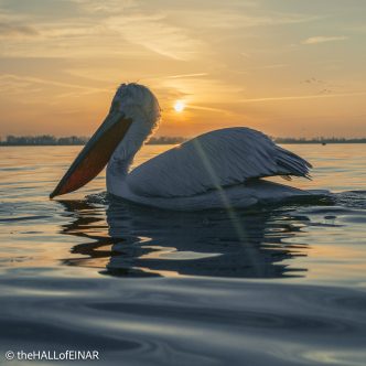 Dalmatian Pelican at Lake Kerkini - The Hall of Einar - photograph © David Bailey (not the)