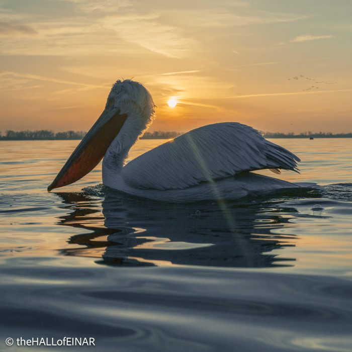 Dalmatian Pelican at Lake Kerkini - The Hall of Einar - photograph © David Bailey (not the)