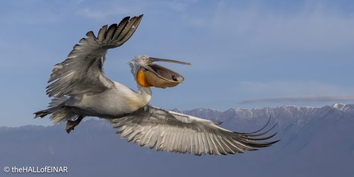 Dalmatian Pelican at Lake Kerkini - The Hall of Einar - photograph © David Bailey (not the)