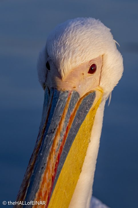 Great White Pelican at Lake Kerkini - The Hall of Einar - photograph © David Bailey (not the)