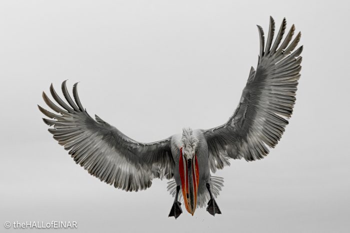 Dalmatian Pelican at Lake Kerkini - The Hall of Einar - photograph © David Bailey (not the)