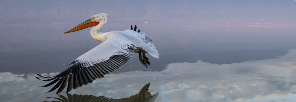 Dalmatian Pelican at Lake Kerkini - The Hall of Einar - photograph © David Bailey (not the)