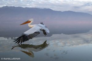 Dalmatian Pelican at Lake Kerkini - The Hall of Einar - photograph © David Bailey (not the)