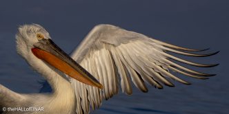 Dalmatian Pelican at Lake Kerkini - The Hall of Einar - photograph © David Bailey (not the)