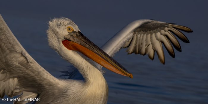 Dalmatian Pelican at Lake Kerkini - The Hall of Einar - photograph © David Bailey (not the)