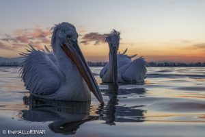Dalmatian Pelican at Lake Kerkini - The Hall of Einar - photograph © David Bailey (not the)