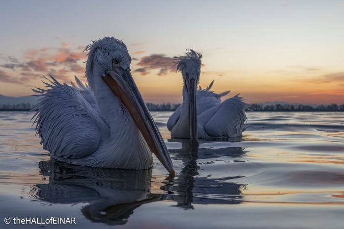 Dalmatian Pelican at Lake Kerkini - The Hall of Einar - photograph © David Bailey (not the)