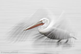 Dalmatian Pelican at Lake Kerkini - The Hall of Einar - photograph © David Bailey (not the)
