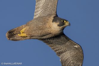 Peregrine Falcon - The Hall of Einar - photograph © David Bailey (not the)