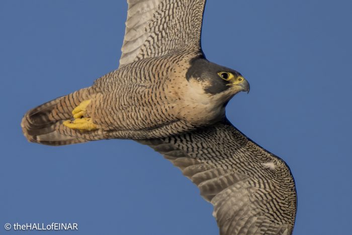 Peregrine Falcon - The Hall of Einar - photograph © David Bailey (not the)