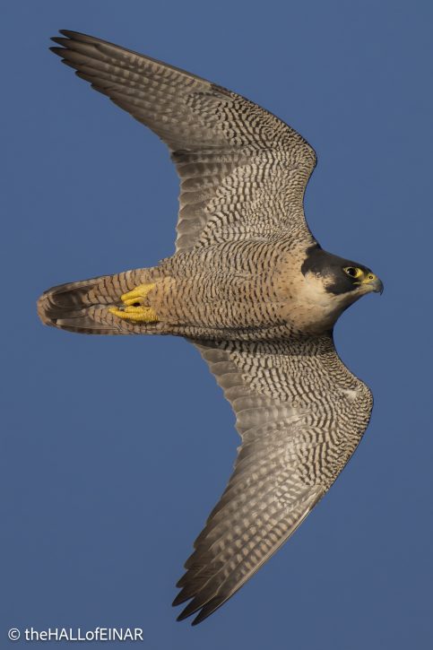 Peregrine Falcon - The Hall of Einar - photograph © David Bailey (not the)