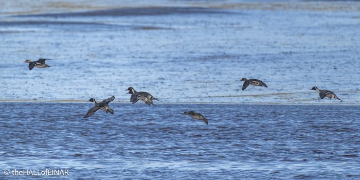 Pintail - The Hall of Einar - photograph (c) David Bailey (not the)