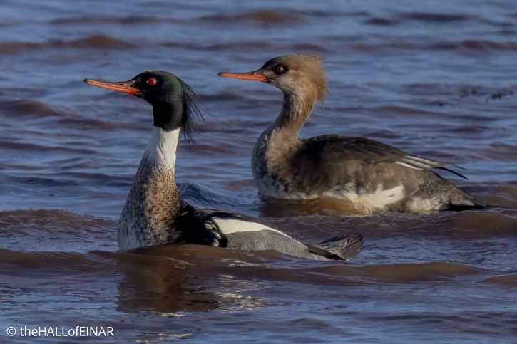 Red-Breasted Merganser - The Hall of Einar - photograph (c) David Bailey (not the)