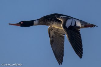 Red-Breasted Merganser - The Hall of Einar - photograph (c) David Bailey (not the)