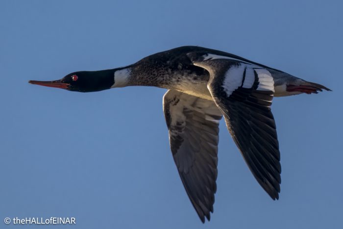 Red-Breasted Merganser - The Hall of Einar - photograph (c) David Bailey (not the)