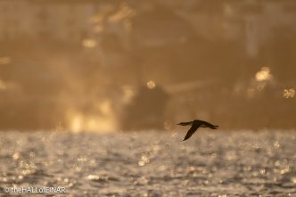 Red-Throated Diver - The Hall of Einar - photograph © David Bailey (not the)