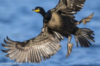 Shag - The Hall of Einar - photograph © David Bailey (not the)