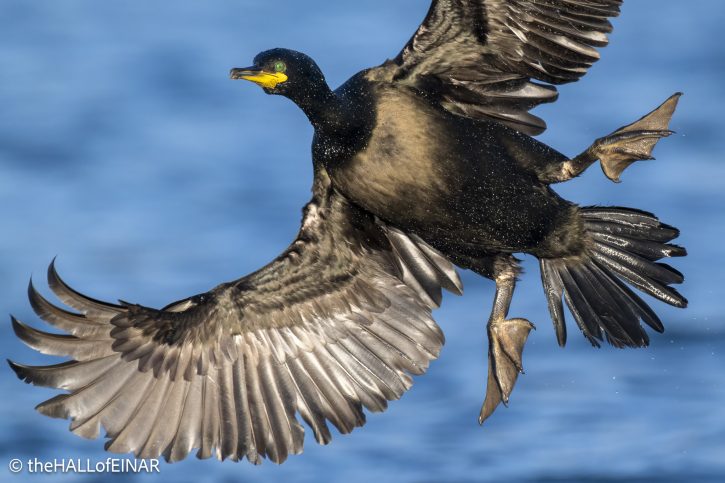 Shag - The Hall of Einar - photograph © David Bailey (not the)
