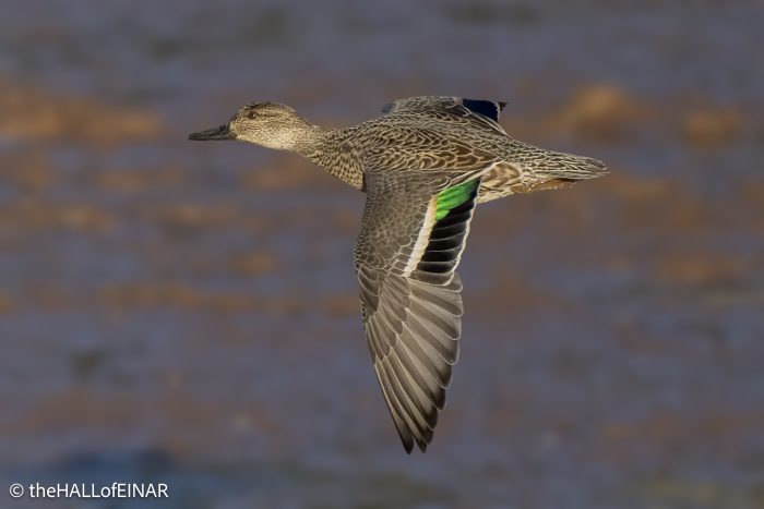 Teal - The Hall of Einar - photograph (c) David Bailey (not the)