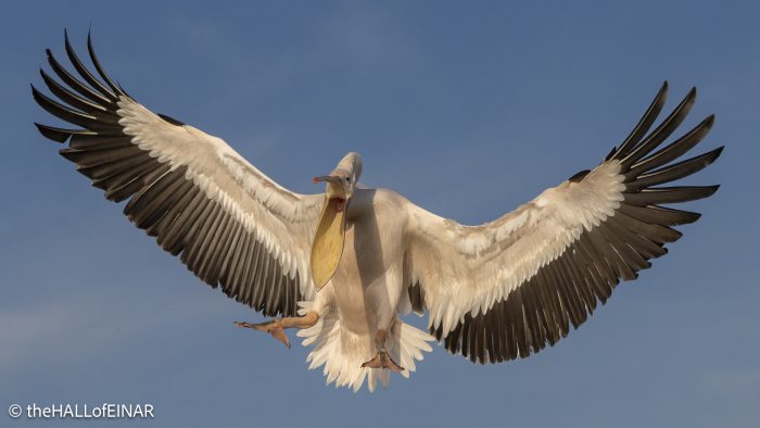 Great White Pelican at Lake Kerkini - The Hall of Einar - photograph © David Bailey (not the)