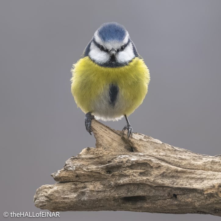 Blue Tit - The Hall of Einar - photograph © David Bailey (not the)