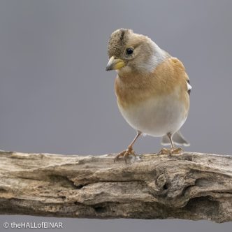 Brambling - The Hall of Einar - photograph © David Bailey (not the)
