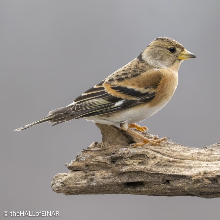 Brambling - The Hall of Einar - photograph © David Bailey (not the)
