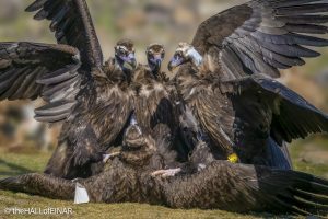 Cinereous Vultures - Rhodope Mountains - The Hall of Einar - photograph © David Bailey (not the)