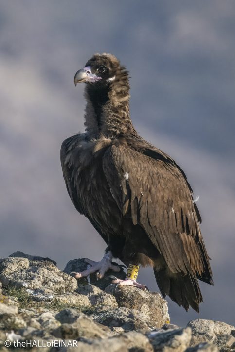 Cinereous Vultures - Rhodope Mountains - The Hall. of Einar - photograph © David Bailey (not the)