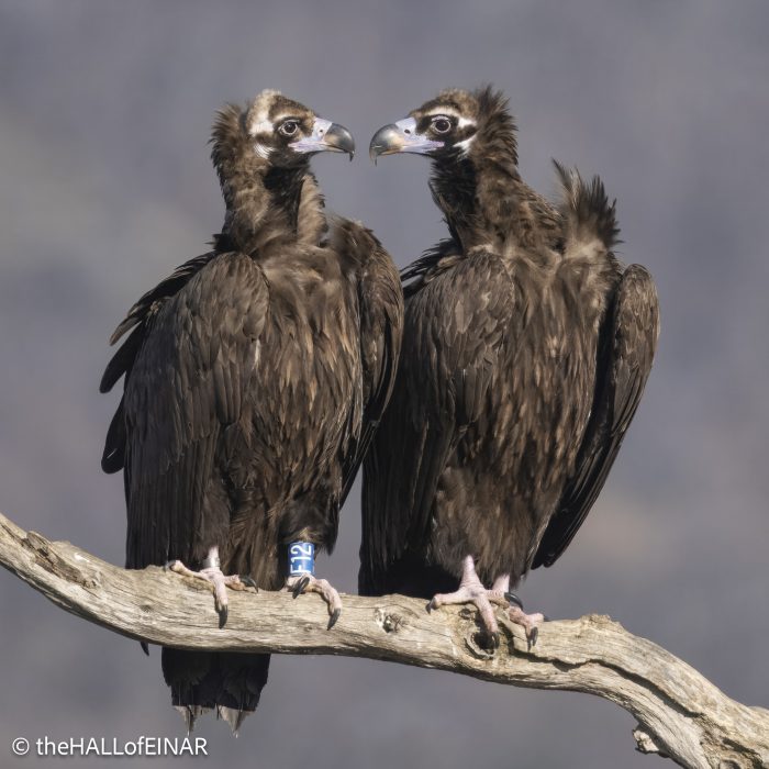 Cinereous Vultures - Rhodope Mountains - The Hall. of Einar - photograph © David Bailey (not the)