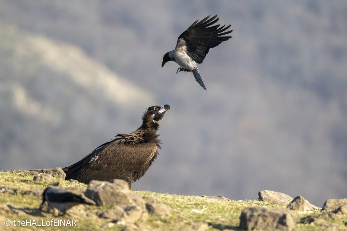 Cinereous Vulture - Rhodope Mountains - The Hall of Einar - photograph © David Bailey (not the)