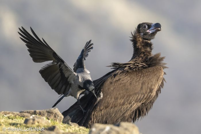 Cinereous Vulture - Rhodope Mountains - The Hall of Einar - photograph © David Bailey (not the)