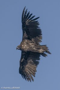 Cinereous Vulture - Rhodope Mountains - The Hall of Einar - photograph © David Bailey (not the)