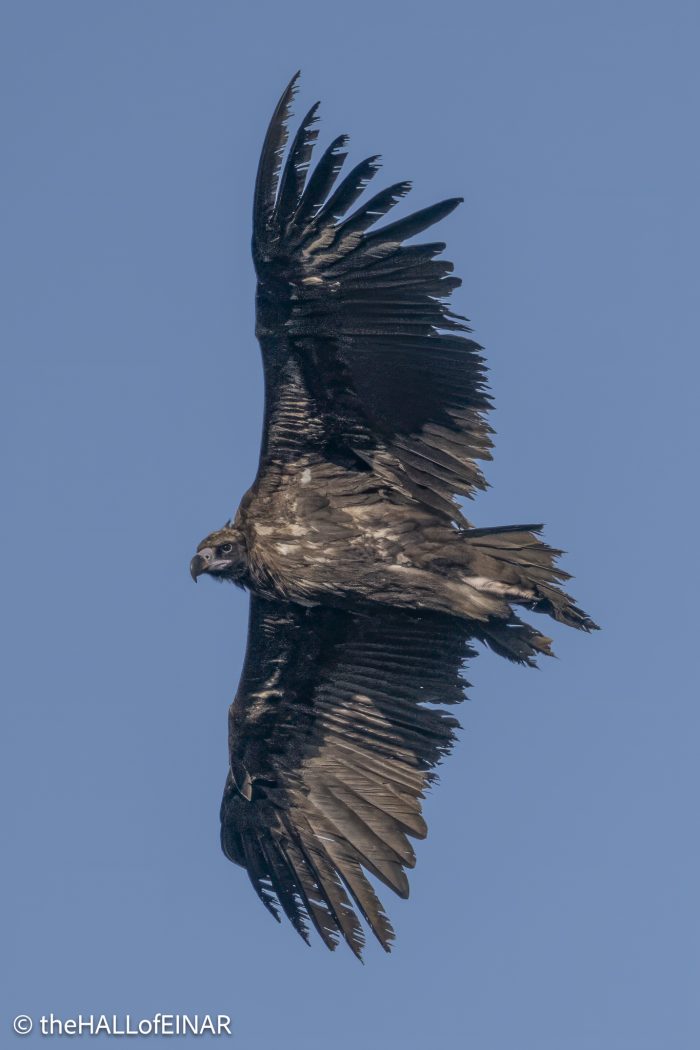 Cinereous Vulture - Rhodope Mountains - The Hall of Einar - photograph © David Bailey (not the)