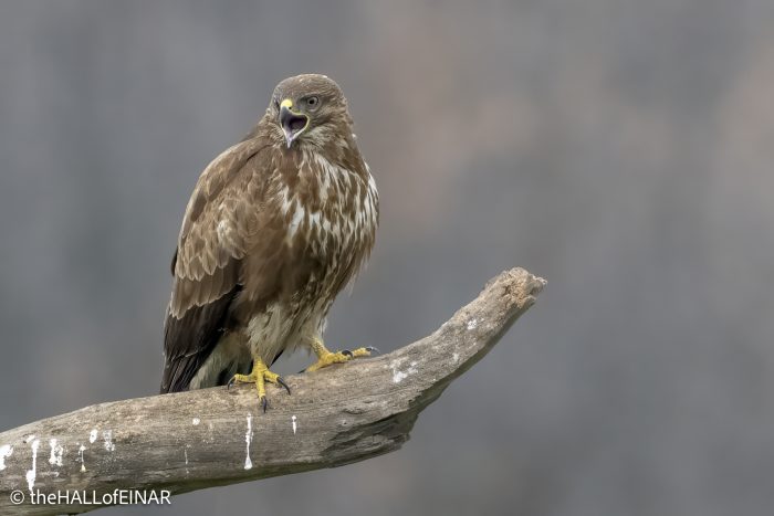 Common Buzzard - The Hall of Einar - photograph © David Bailey (not the)