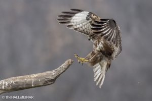 Common Buzzard - The Hall of Einar - photograph © David Bailey (not the)