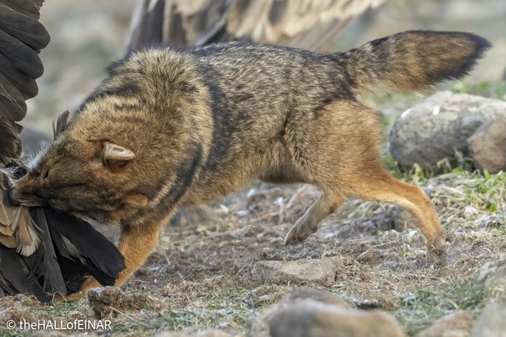 Golden Jackal - Rhodope Mountains - The Hall of Einar - photograph © David Bailey (not the)
