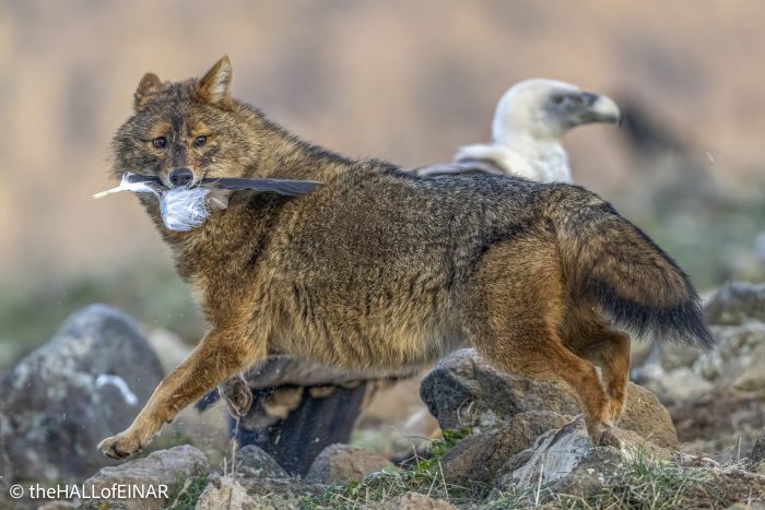 Golden Jackal - Rhodope Mountains - The Hall of Einar - photograph © David Bailey (not the)