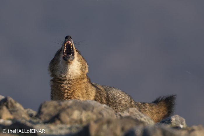 Golden Jackal - Rhodope Mountains - The Hall of Einar - photograph © David Bailey (not the)