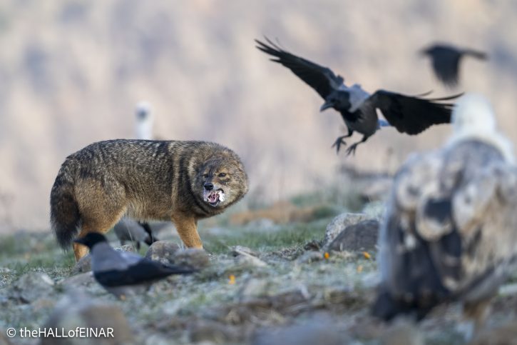 Golden Jackal - Rhodope Mountains - The Hall of Einar - photograph © David Bailey (not the)