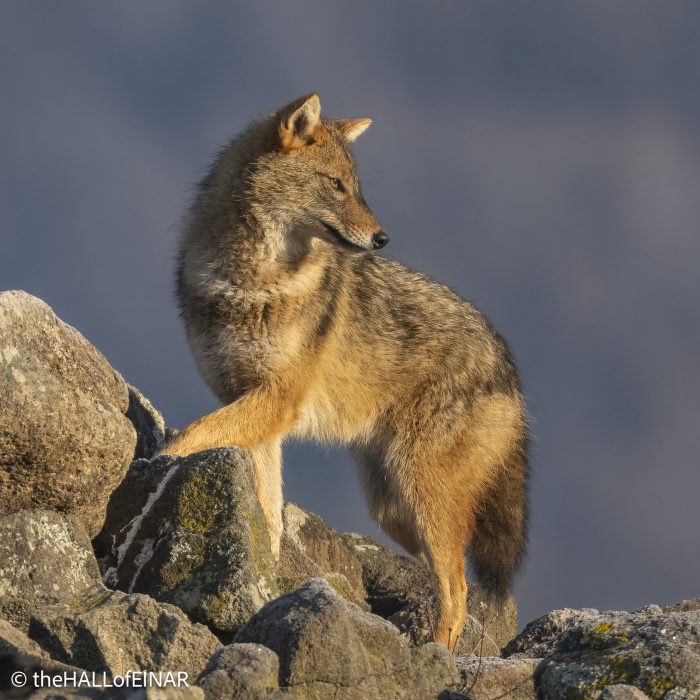 Golden Jackal - Rhodope Mountains - The Hall of Einar - photograph © David Bailey (not the)