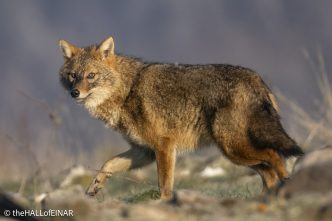 Golden Jackal - Rhodope Mountains - The Hall. of Einar - photograph © David Bailey (not the)